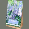 Action Bloembollen Camassia