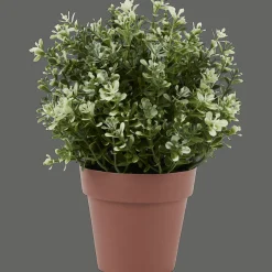 Action Kruidenplant in pot